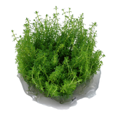 037E TC Myriophyllum 'Guyana'